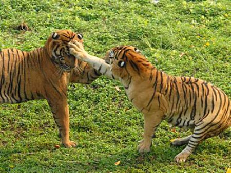 昆明動物園-老虎.jpg