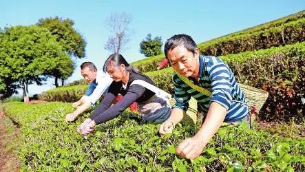 云南春茶開采！